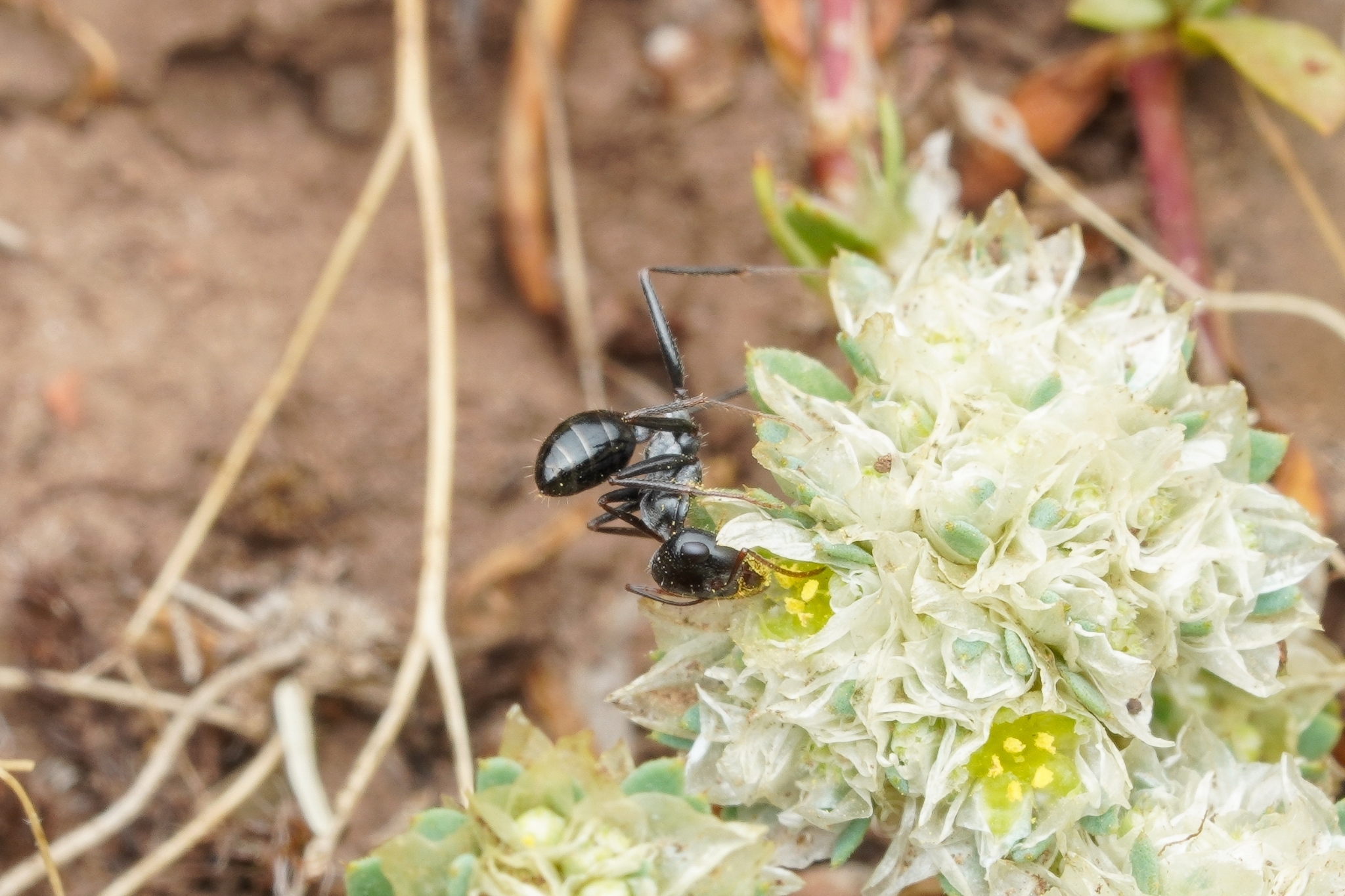Cataglyphis theryi