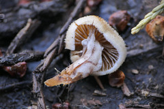 Tympanella galanthina