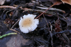 Tympanella galanthina