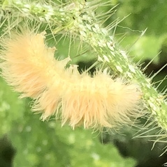 Pygarctia