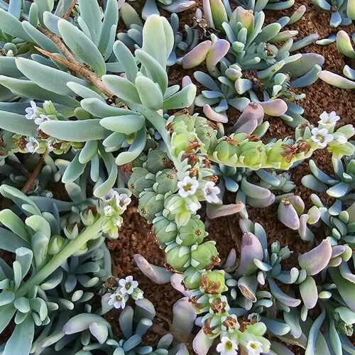 alkali heliotrope