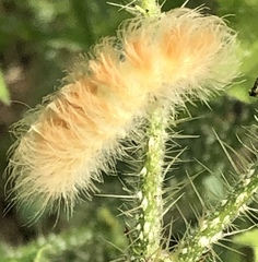Pygarctia