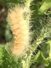 Pygarctia