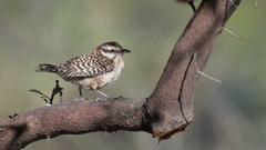 Sclater's Wren photo 2