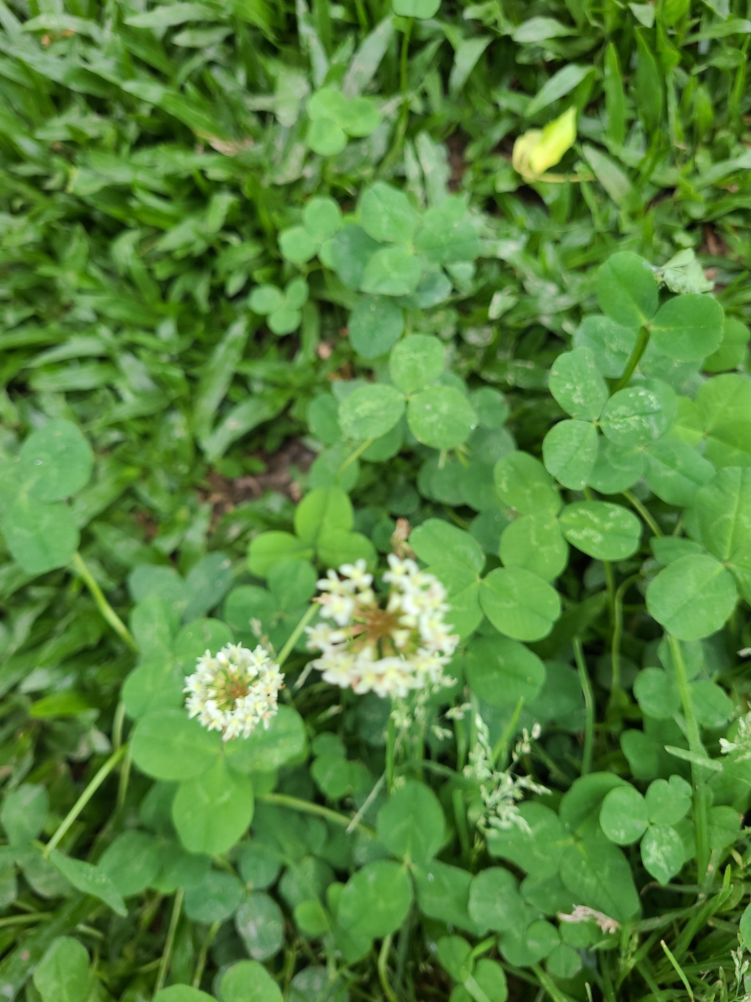 Trifolium repens