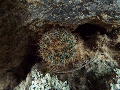 Mammillaria discolor