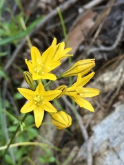 Triteleia crocea