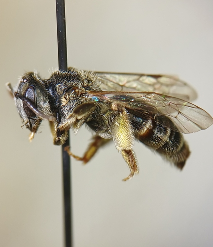 Rehn's Miner Bee photographed in Connecticut