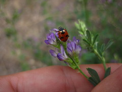 Hippodamia caseyi