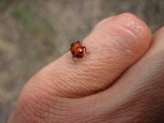Hippodamia caseyi
