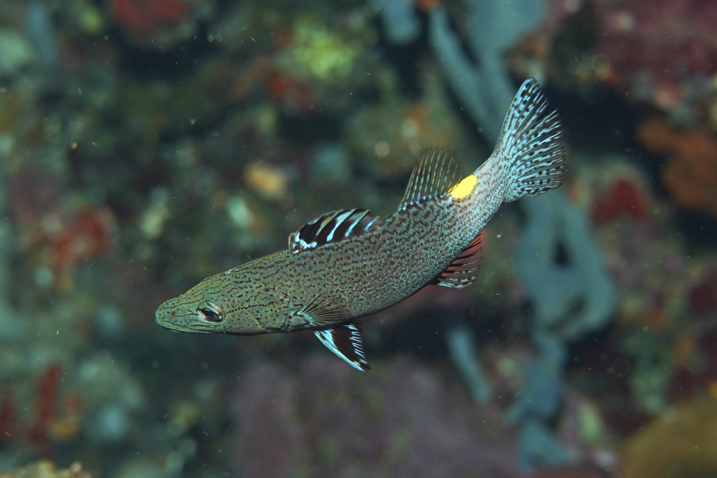 Arrowhead soapfish (Belonoperca chabanaudi) — Serranidae