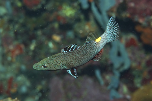 Arrowhead soapfish (Belonoperca chabanaudi) — Serranidae
