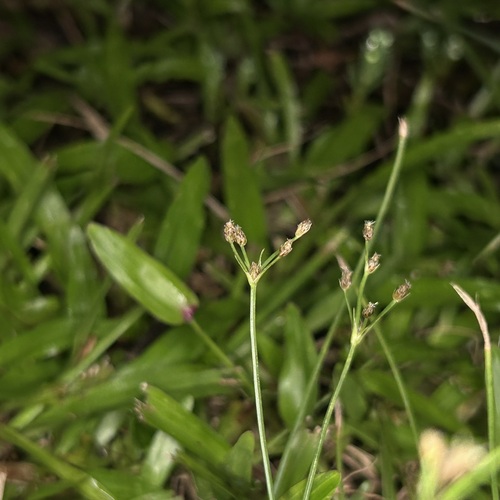 Fimbristylis diphylloides iNat (3)