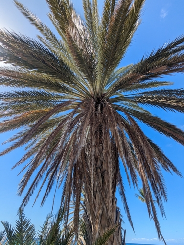 Phoenix dactylifera, 2024-10-17