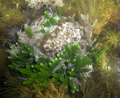 Caulerpa brownii