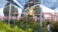 Araneus diadematus