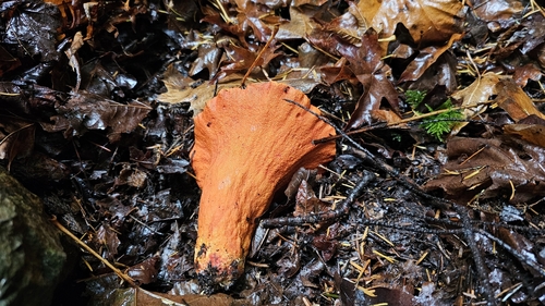 Owingsia PNW01 graham.jpg