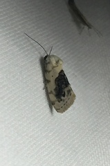 Ponometia erastrioides