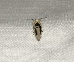 Ponometia erastrioides