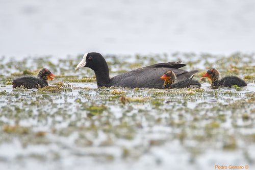 American Coot, photo 3 of 10
