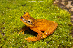 Exerodonta sumichrasti