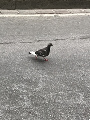 Columba livia domestica