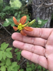 Aquilegia formosa