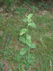 Calycomyza michiganensis