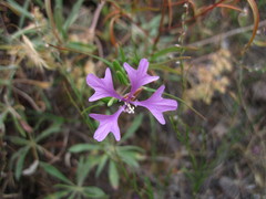 Clarkia pulchella