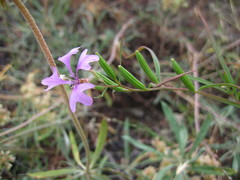 Clarkia pulchella