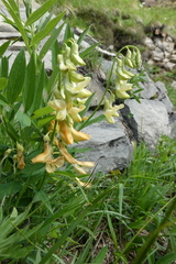 Lathyrus laevigatus occidentalis