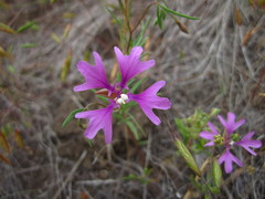Clarkia pulchella
