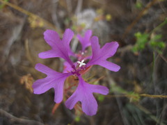 Clarkia pulchella