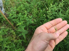 Scleria pauciflora