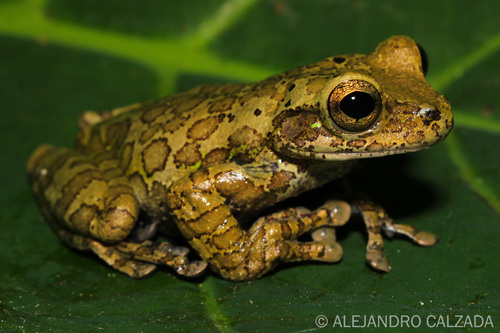 Porthole tree frog