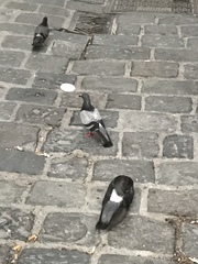 Columba livia domestica