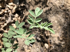 Acmispon grandiflorus grandiflorus