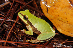 Hyla euphorbiacea