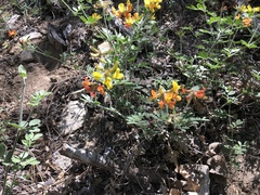 Acmispon grandiflorus grandiflorus