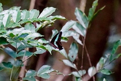 Graphium sarpedon connectens