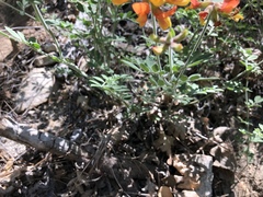 Acmispon grandiflorus grandiflorus