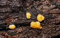 Trichoderma victoriense
