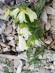 Campanula alliariifolia