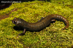 Pseudoeurycea conanti