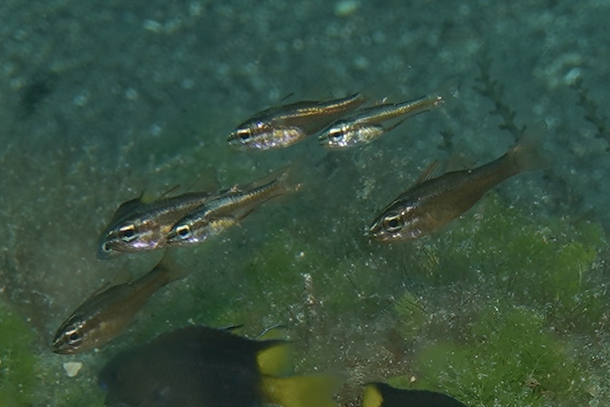 Tiny Cardinalfish photo 4