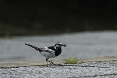 Motacilla alba