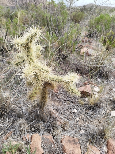 Image of Sheathed cholla by (c) Sebastián Fornés, some rights reserved (CC BY)