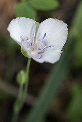 Calochortus nudus