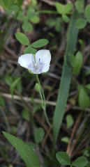 Calochortus nudus