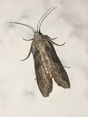 Aphomia sociella